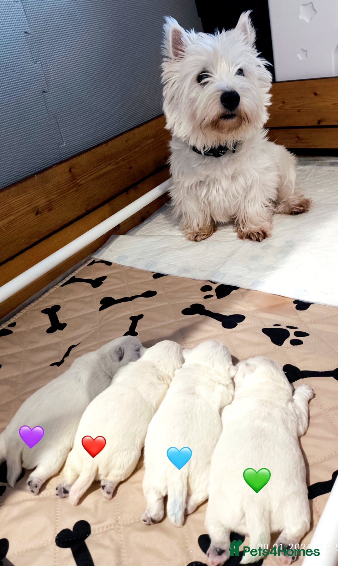 West Highland Terrier dogs for sale: West Highland White Terrier Puppies ♥️💙💚💜 - Advert 2