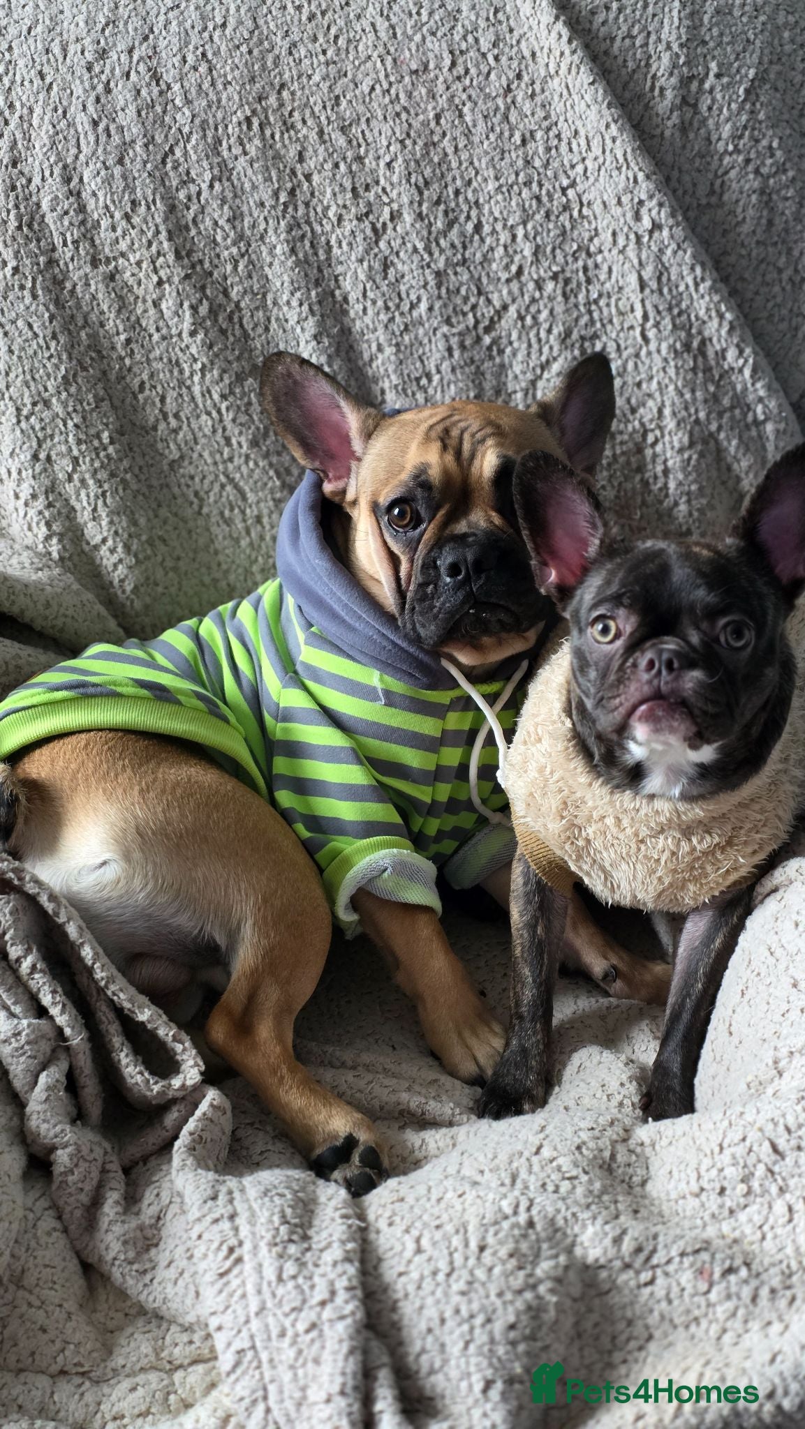 Mixed Breed dogs Rocky & Coco - Advert 1