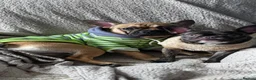 Mixed Breed dogs for sale: Rocky & Coco - Advert 1