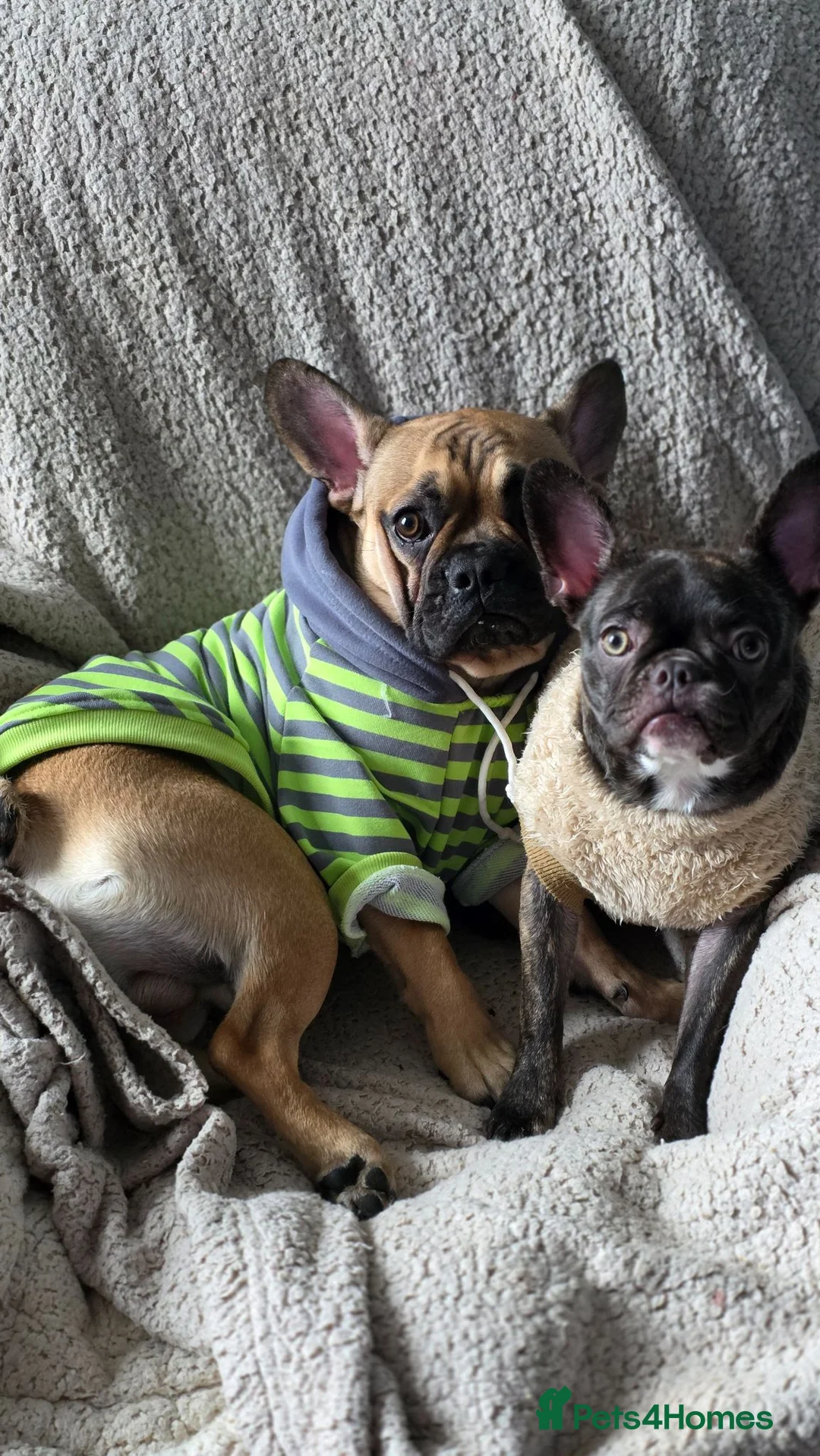 Mixed Breed dogs for sale: Rocky & Coco - Advert 1
