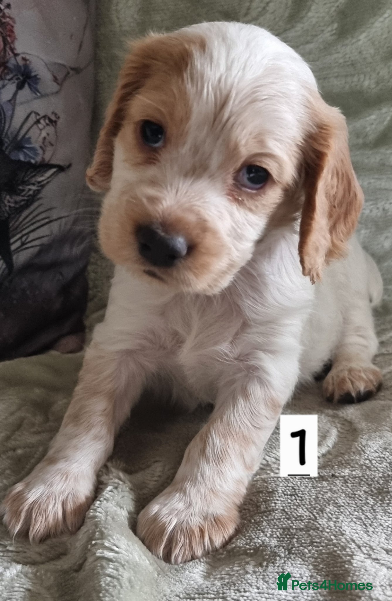 Cocker Spaniel dogs Cocker spaniel pups - Advert 2
