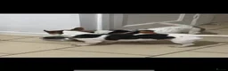 Jack Russell dogs for stud: Miniature jack Russell stud  in Broadstairs - Advert 5