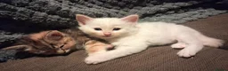 Norwegian Forest Cat cats for sale: HALF Norwegian Forest Kitten 💙 - Advert 1
