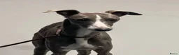 Whippet dogs for sale: ❤️ BEAUTIFUL BLUE WHIPPETS KC REGISTERED❤️ - Advert 6