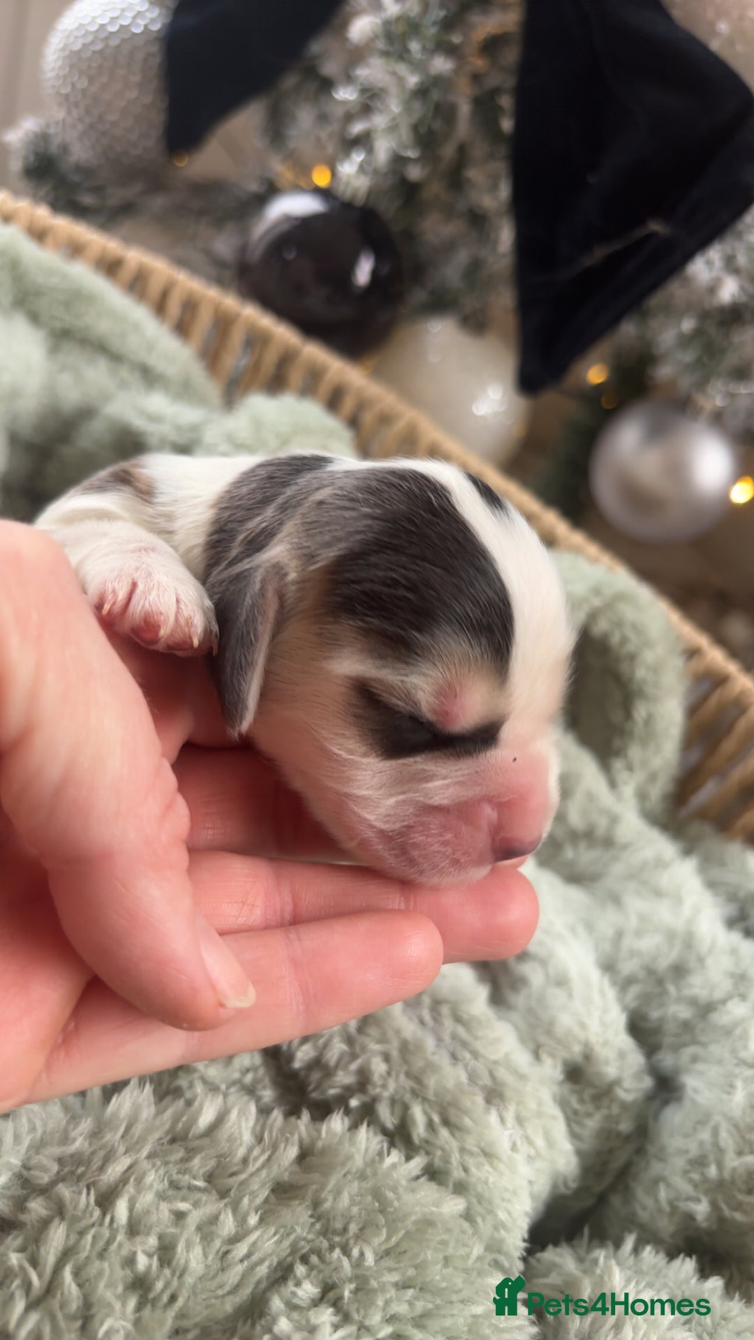 Cocker Spaniel dogs for sale: 100% sable show cockers  - Advert 17