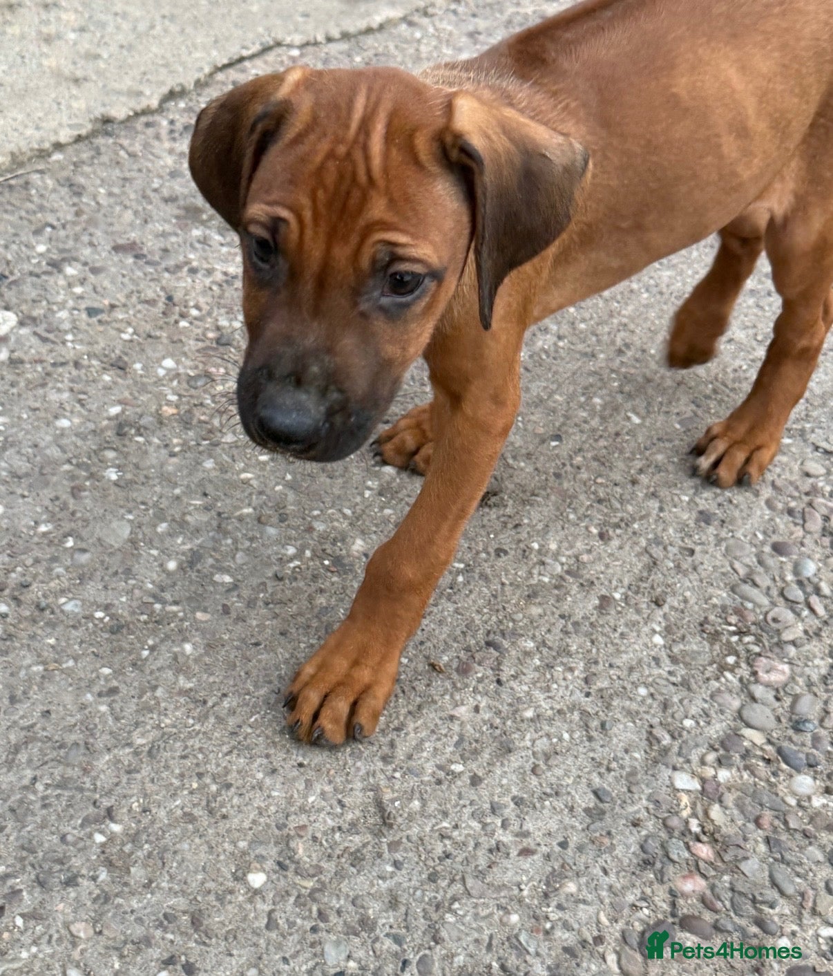 Rhodesian Ridgeback dogs KC Rhodesian Ridgebacks - Advert 1