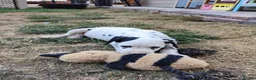 Dalmatian dogs for sale: 1 boy , 2 girls left  - Advert 20