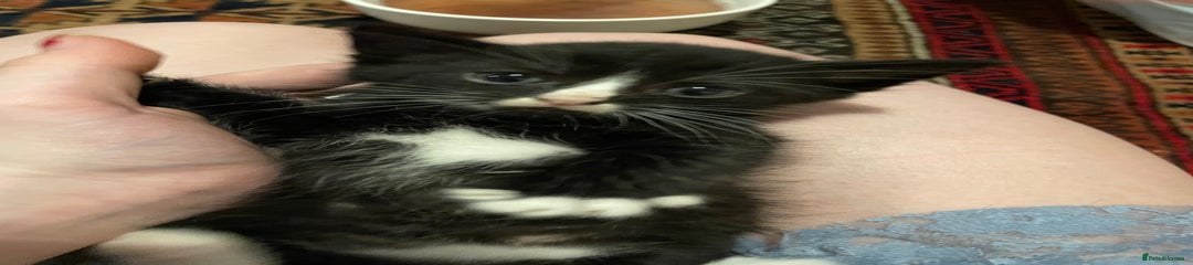 Domestic Shorthair Kitten 3