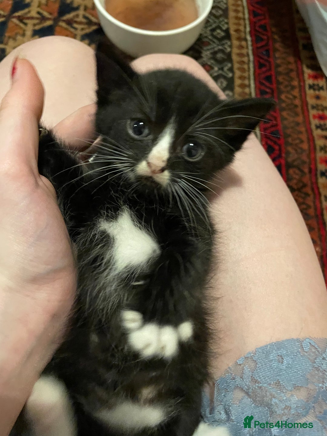 Domestic Shorthair cats for sale: litter of ginger and tuxedo kittens all boys - Image 12