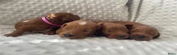 Cockapoo dogs for sale:  F1b American Cockapoos * Health Tested Parents * - Advert 19