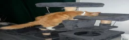 Mixed Breed cats for sale: 4 beautiful rag doll x kitten. 1 boy and 3 girls. - Advert 15