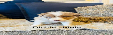 Richie