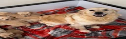 Golden Retriever dogs for sale: GORGEOUS GOLDEN RETRIEVER PUPPIES  in Carmarthen - Advert 24
