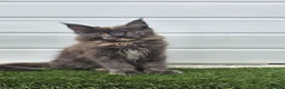 Maine Coon cats for sale: Outstanding gccf pet registered babies  - Advert 14