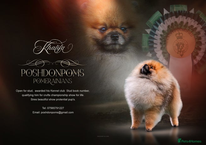 Pomeranian dogs - Advert 1