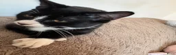 Mixed Breed cats for sale: Male cat  - Advert 5