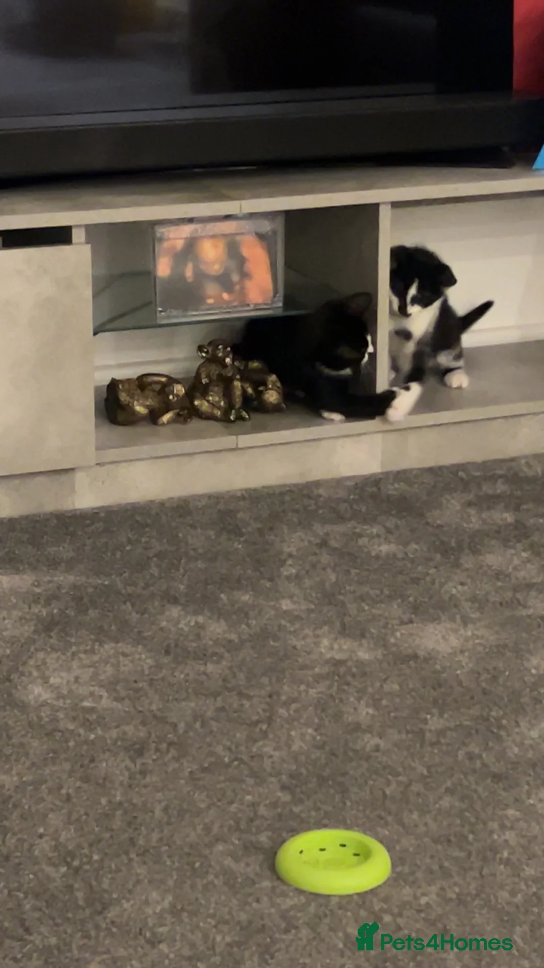 Domestic Shorthair cats for sale: Kittens  - Advert 2