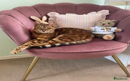 Bengal cats for sale: Bengal cat - Image 10
