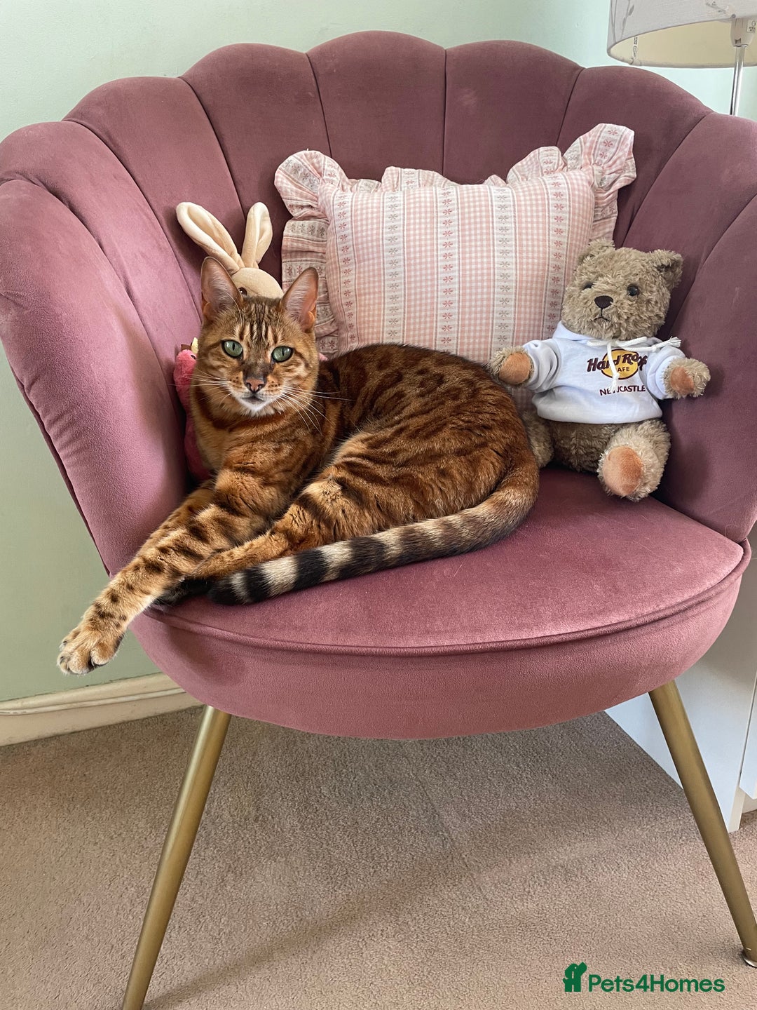 Bengal cats for sale: Bengal cat - Image 10