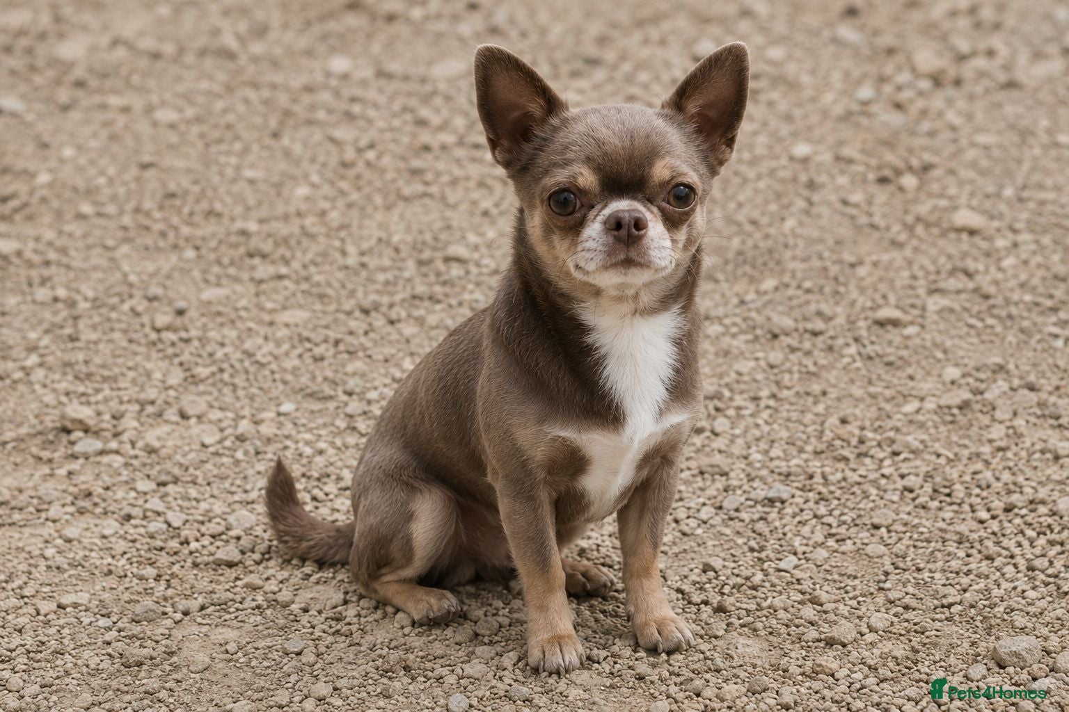 Chihuahua dogs KC reg-Health tested-PROVEN  - Advert 23