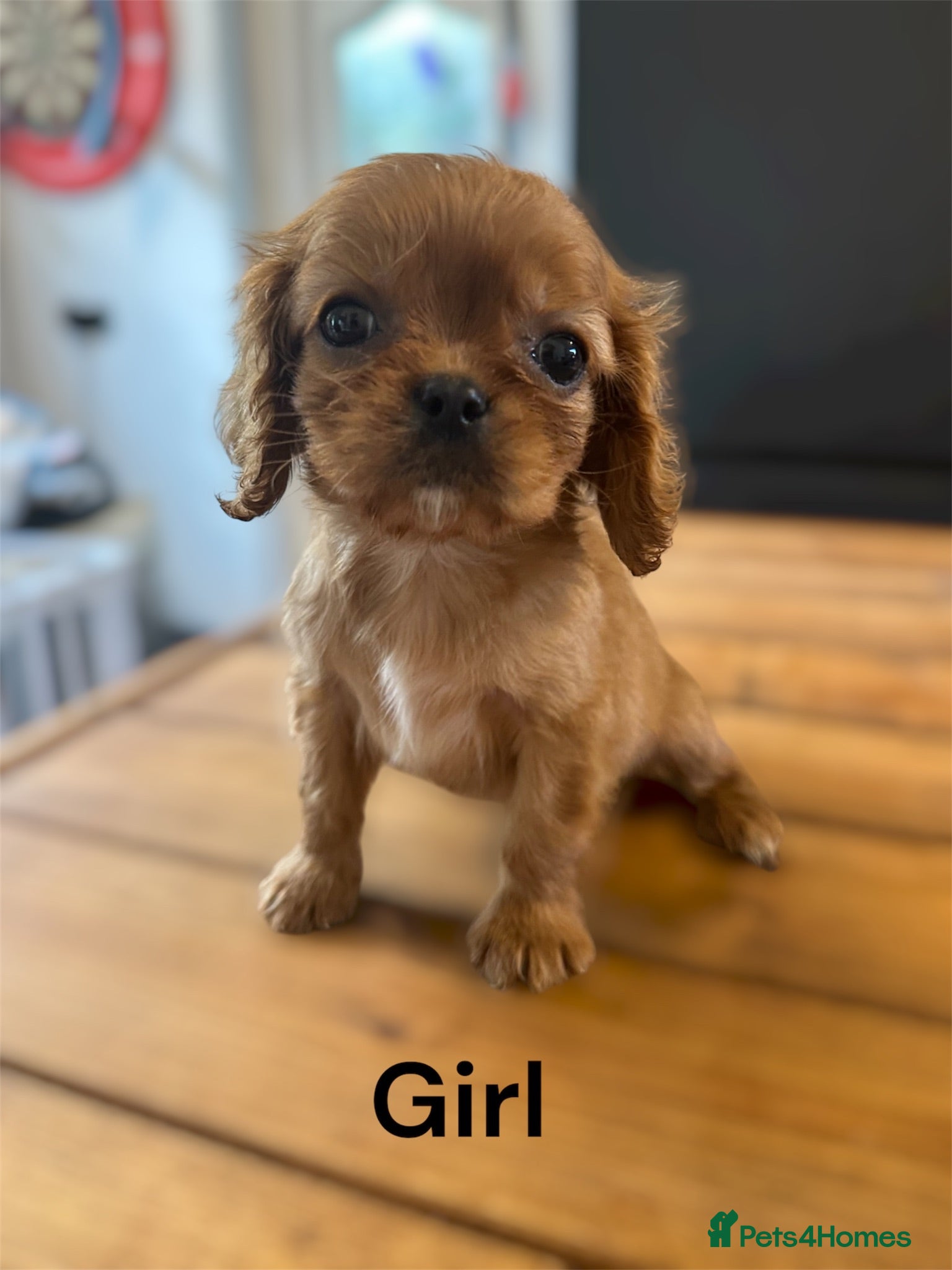 Cavalier King Charles Spaniel dogs ** DNA 🧬 PRA CLEAR CAVALIER KING CHARLES PUPPIES  - Advert 16