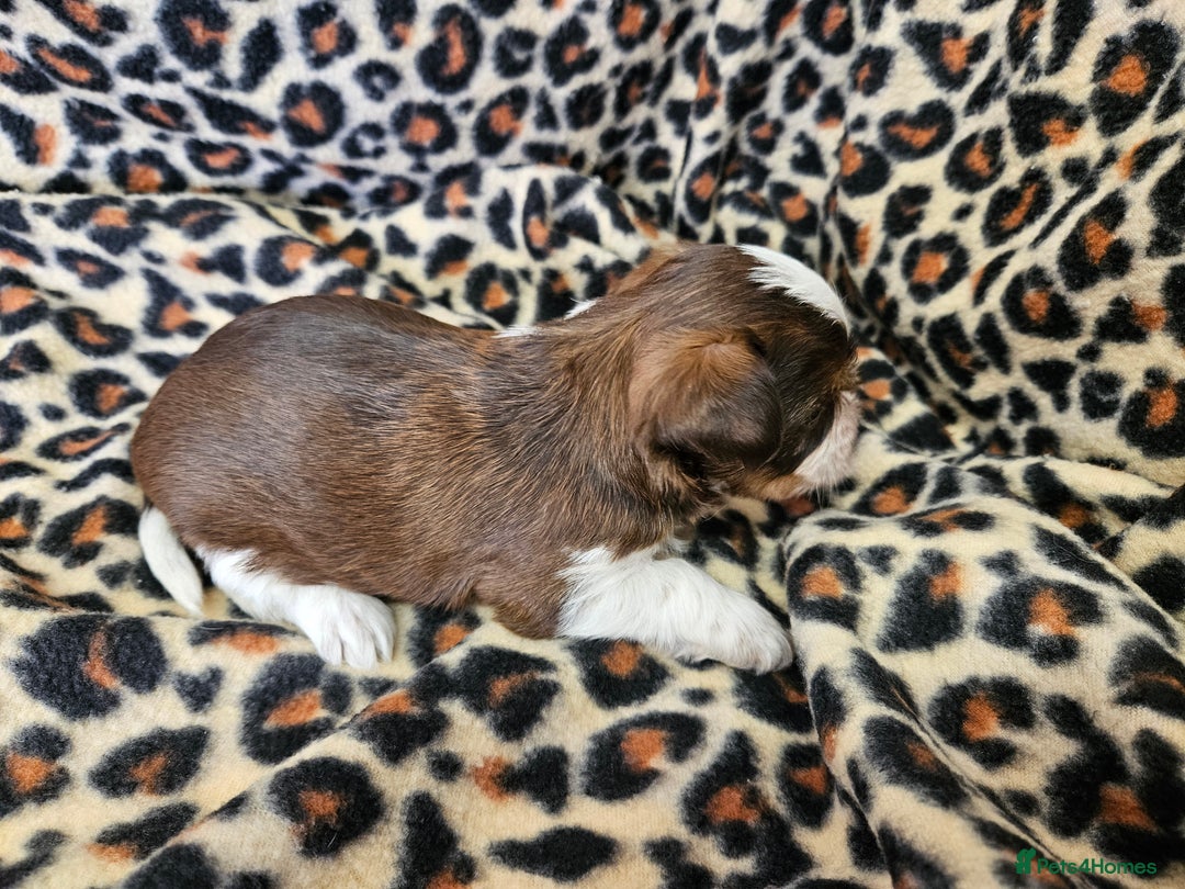 Yorkshire Terrier dogs for sale: 🤎 DNA tested parents 🤎 Yorkie puppies  - Advert 10