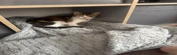 Mixed Breed cats for sale: 4 beautiful kittens - Advert 2