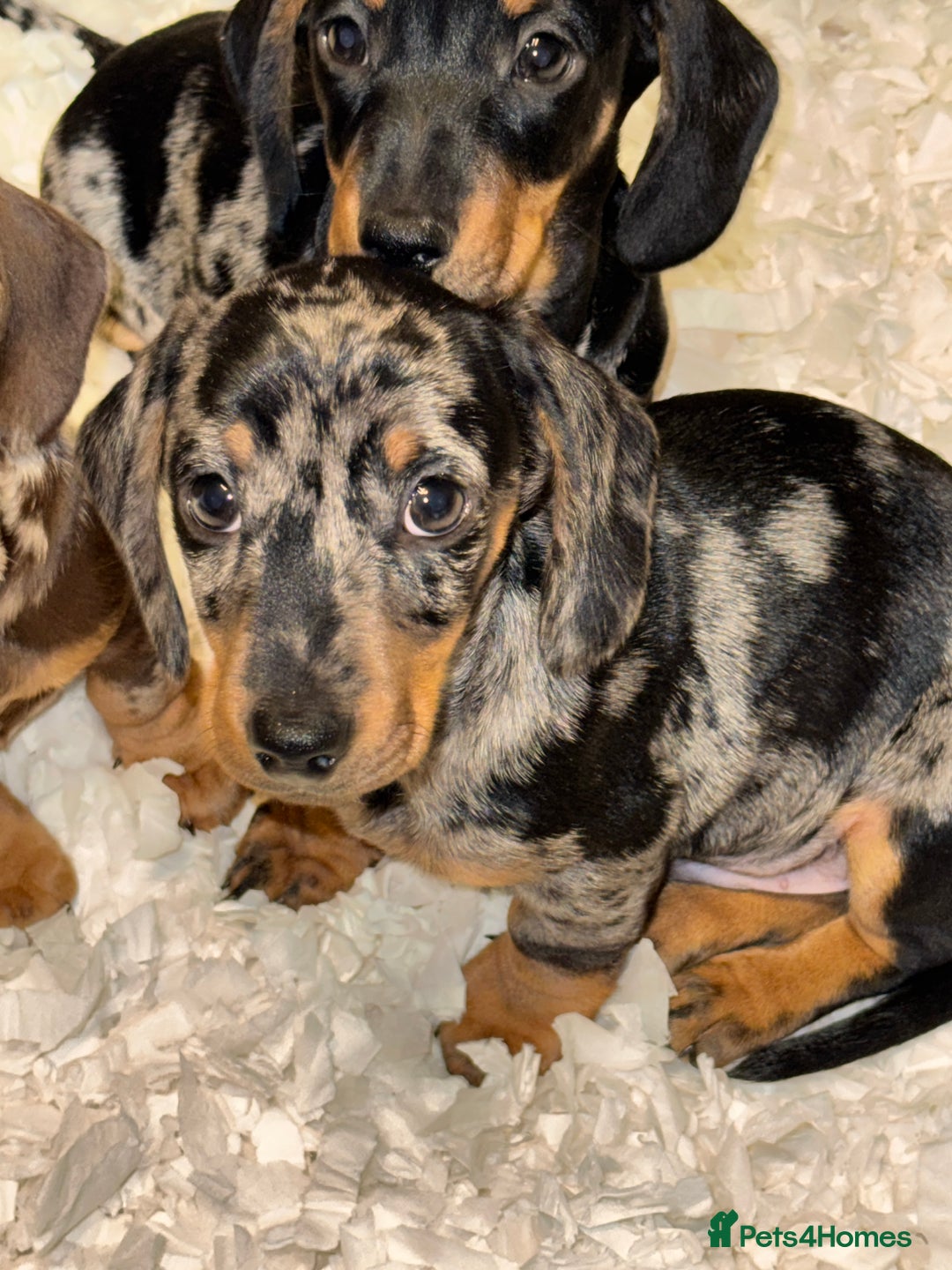 Miniature Dachshund dogs for sale: Absolutely stunning miniature KC reg Dachshund’s  - Advert 14