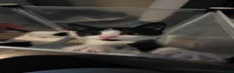 Mixed Breed cats for sale: 2 male 1 female kitten in Burnley - Advert 4