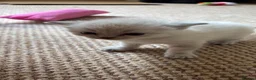 Ragdoll cats for sale: Ragdoll Siamese Mix Fluffy Kittens - Advert 5