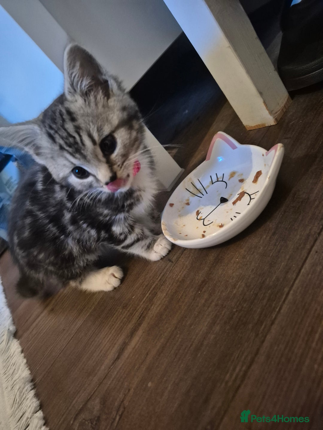Domestic Shorthair cats for sale: Male Black silver tabby in Bootle - Advert 6