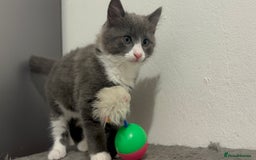 Mixed Breed cats for sale: 4 gorgeous kittens available now  - Image 11
