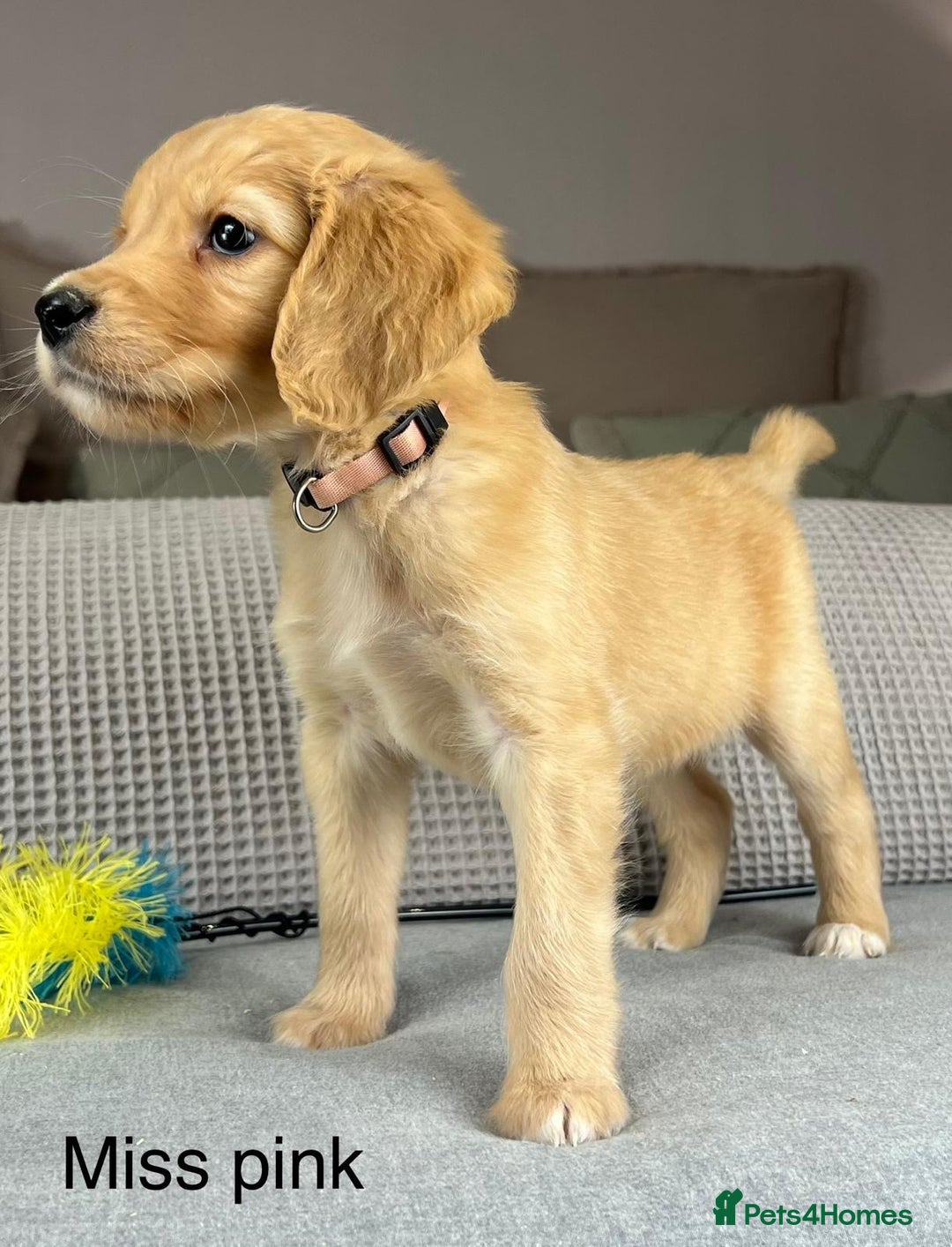 Goldendoodle dogs for sale: Hereditary clear mum. Fully hip elbow and DNA Dad. - Image 24