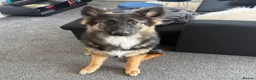 German Shepherd dogs for sale: Zeus is looking for a new home  - Advert 2