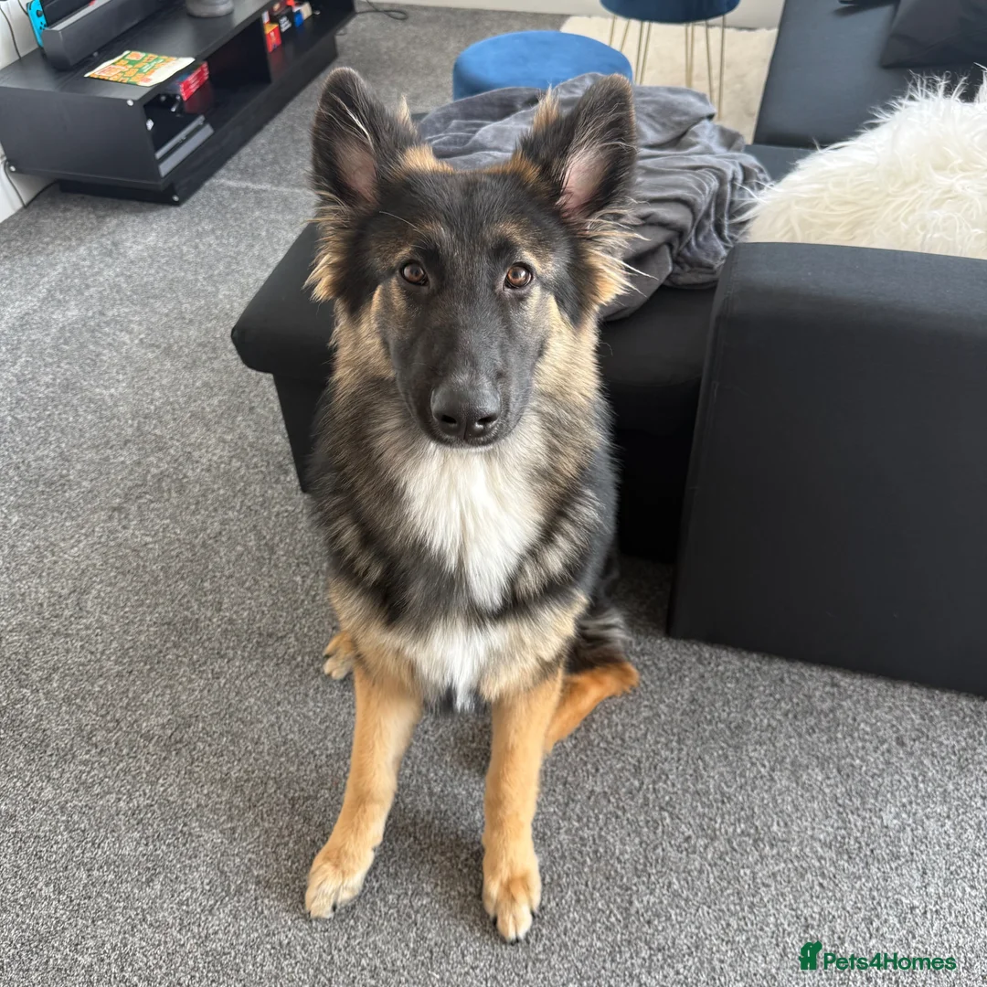 German Shepherd dogs for sale: Zeus is looking for a new home  - Advert 2