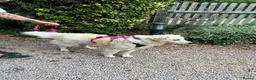 Mixed Breed dogs for adoption: Gorgeous Catie 💜 Looking for her Soul mate in Boston - Advert 11