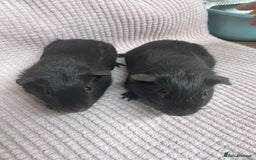 Guinea Pig rodents for sale: Pair of Baby Boys - Image 2