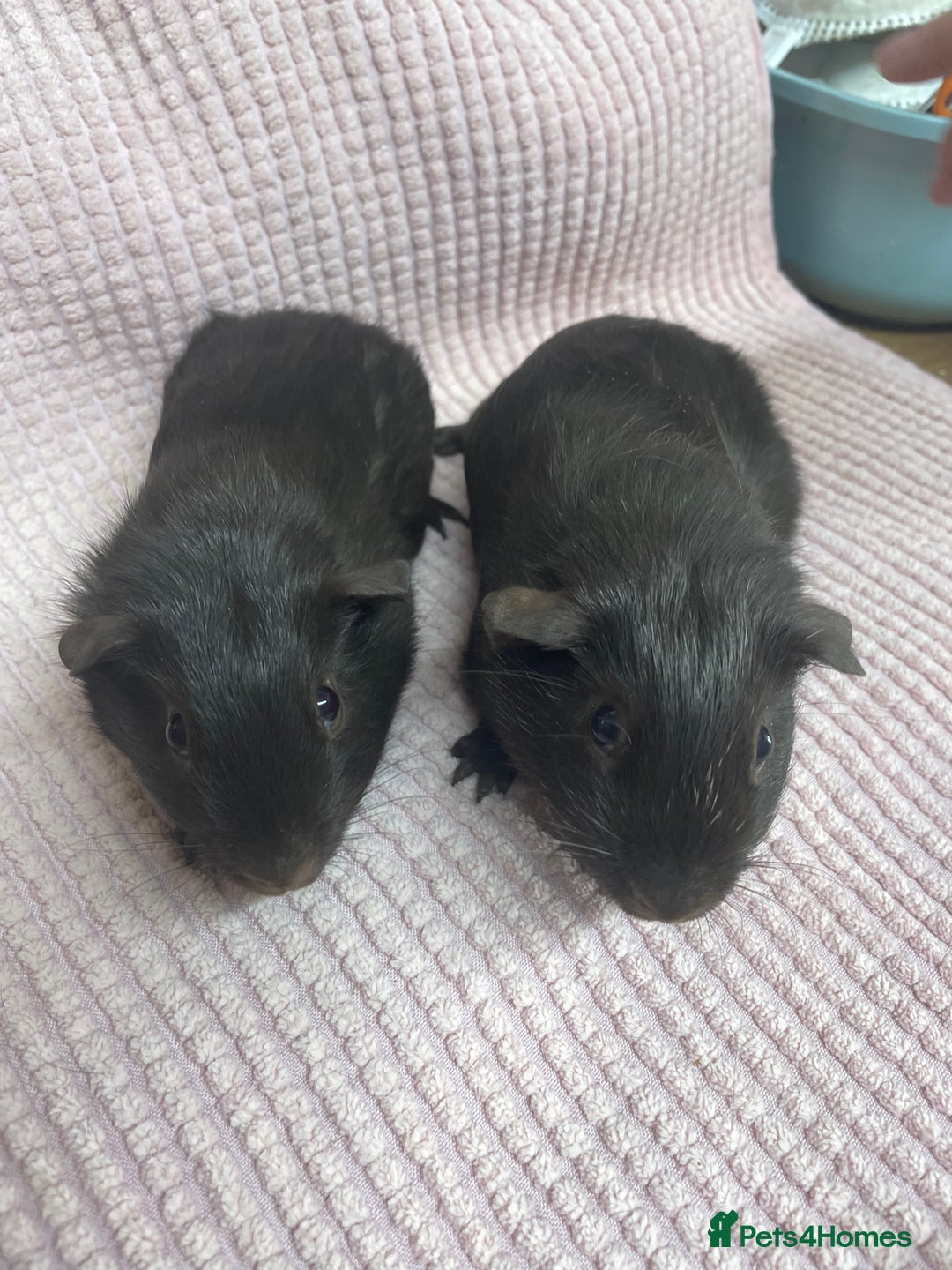 Guinea Pig rodents for sale: Pair of Baby Boys - Image 2