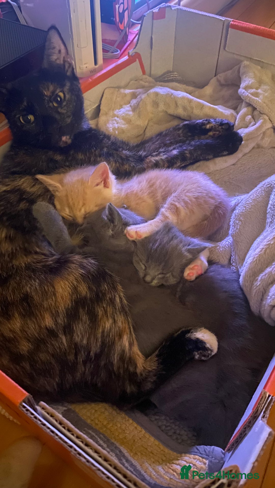 Mixed Breed cats for sale: 3 2 month old TORTIE x BRITISH SHORTHAIR KITTENS - Image 34