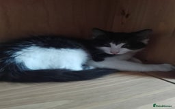 Mixed Breed cats for sale: 2 female kittens for sale - Image 2