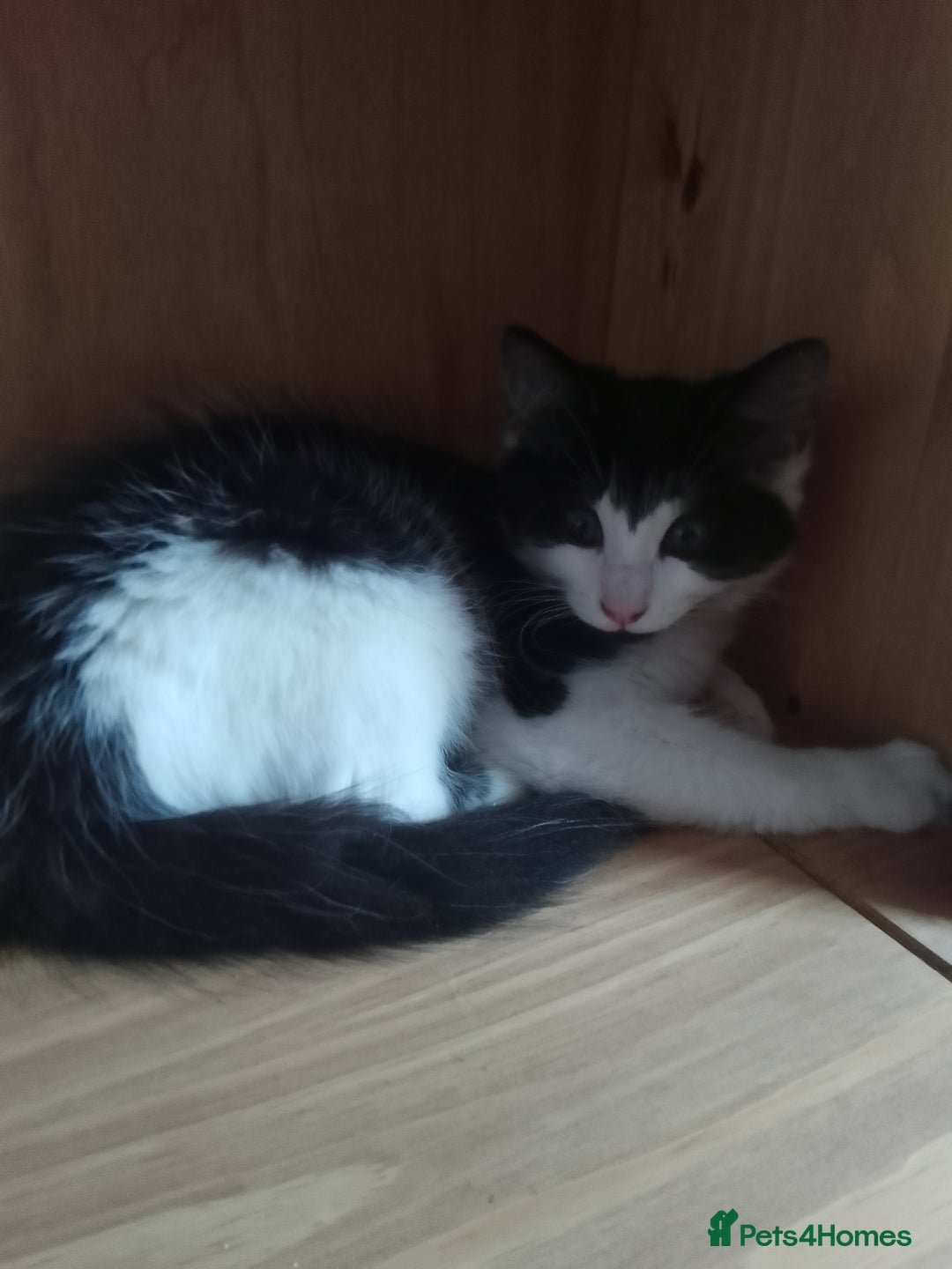 Mixed Breed cats for sale: 2 female kittens for sale - Image 2