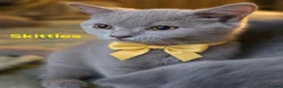 British Shorthair cats for sale: Beautiful GCCF BSH Kittens – Loving Forever Homes - Advert 6