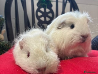 Guinea Pig rodents Lovely baby guinea pigs for sale - Advert 1