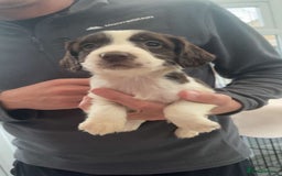 English Springer Spaniel dogs for sale: English springer spaniel puppies  - Image 4