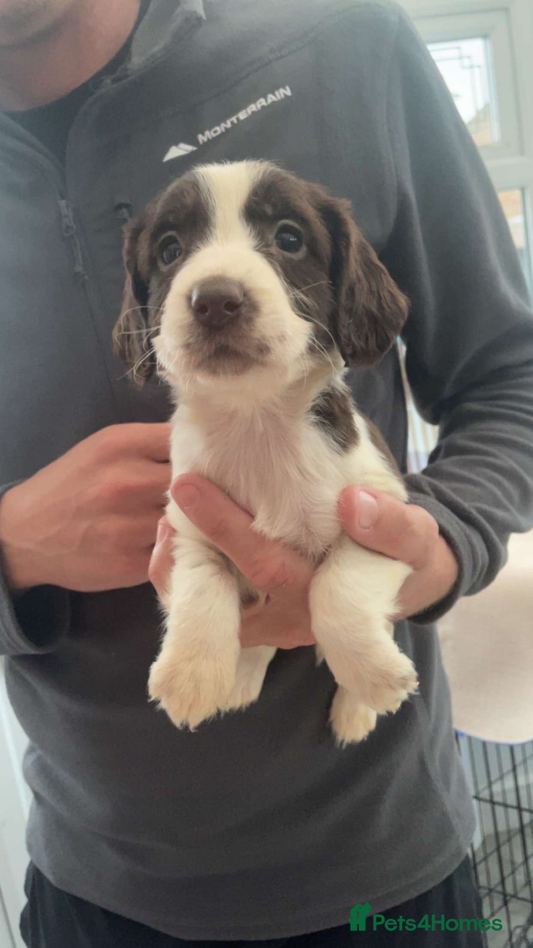 English Springer Spaniel dogs for sale: English springer spaniel puppies  - Image 4