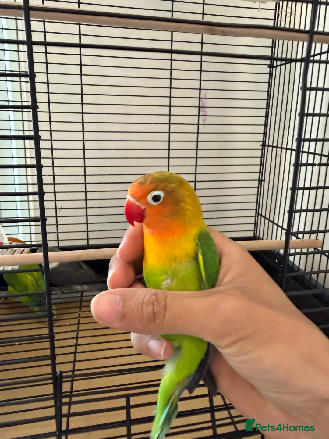 Lovebirds birds for sale: Beautiful Love Birds  - Advert 1