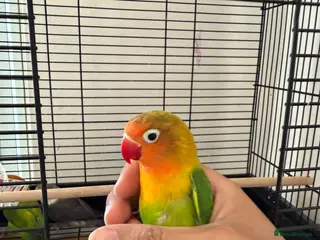 Lovebirds birds Beautiful Love Birds - Advert 6