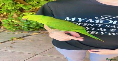 Ringnecks birds - Advert 7