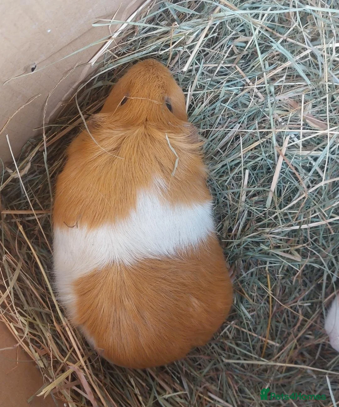 Guinea Pig rodents for sale: IRIS, OPAL & EDNA female guineapigs  - Advert 5