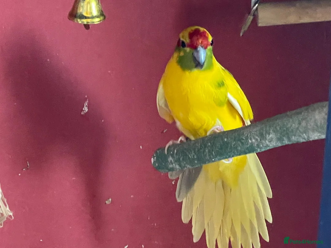 Parakeets birds for sale: Breeding pair of Kakarikis - Advert 2